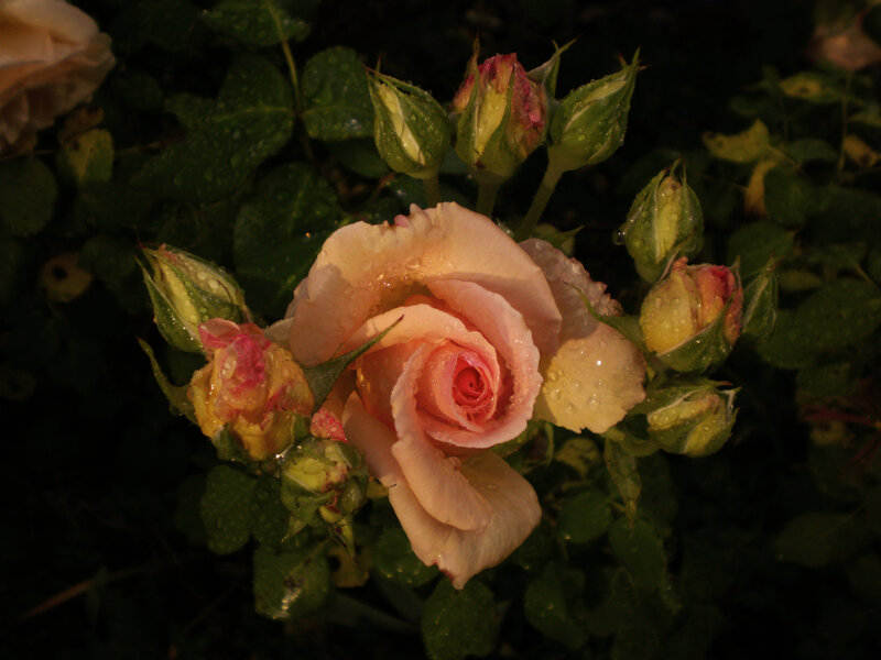 Pink Rose with Buds — Serene, Night
