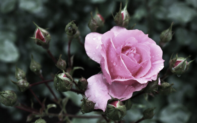 Pink Rose with Buds — Serene, Photograph