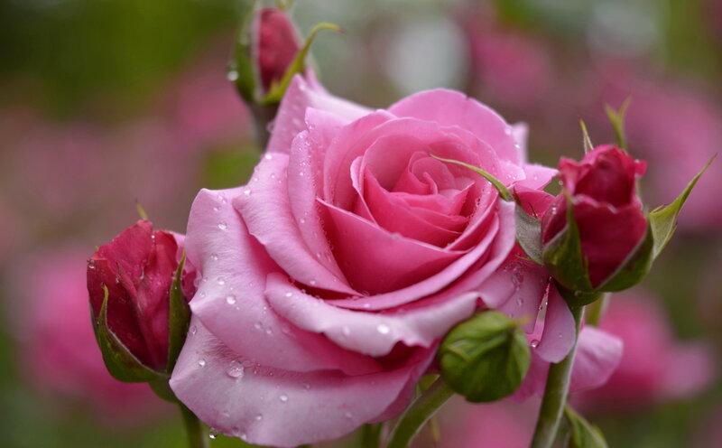 Pink Rose with Buds — Serene, Spring, Photograph