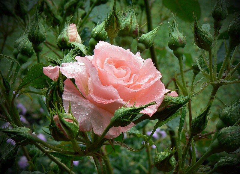 Pink Rose with Buds — Serene, Spring