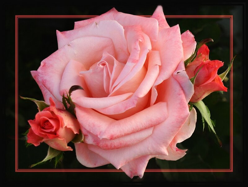 Pink rose with buds