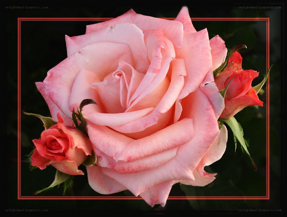 Pink rose with buds