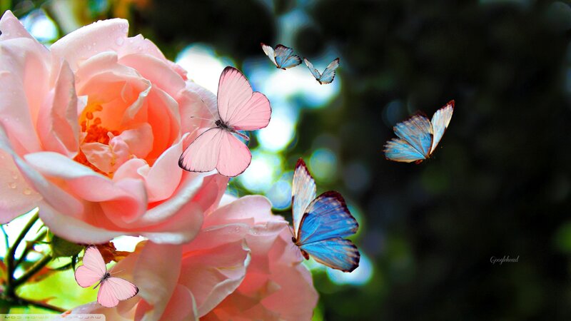 Pink Rose with Butterflies — Serene, Afternoon