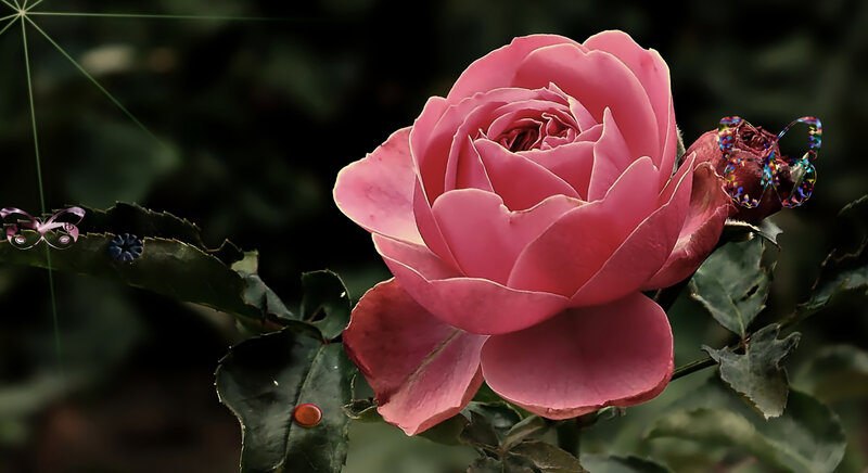 Pink Rose with Butterflies — Serene, Photograph