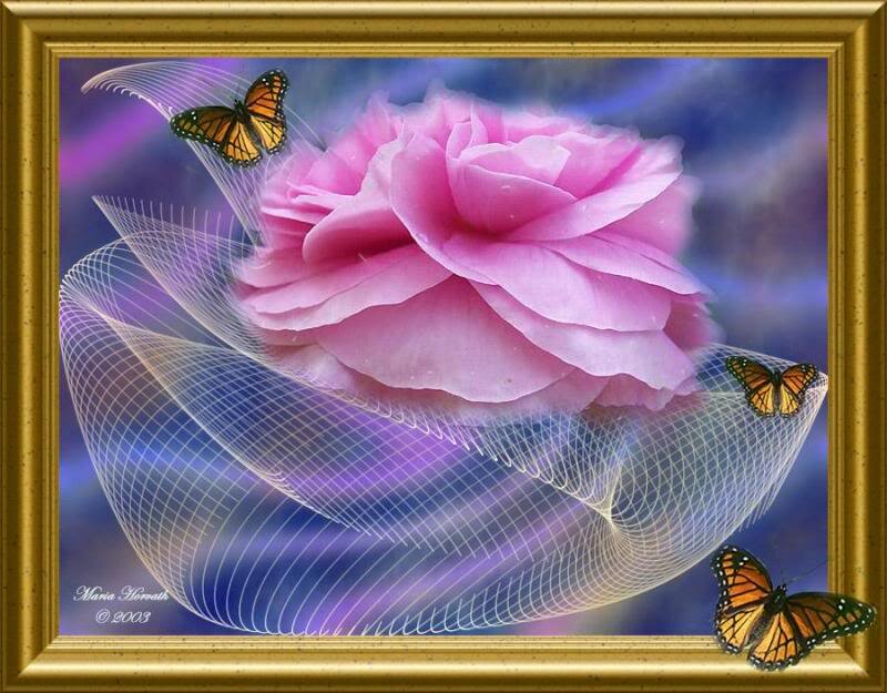 Pink Rose with Butterflies — Serene
