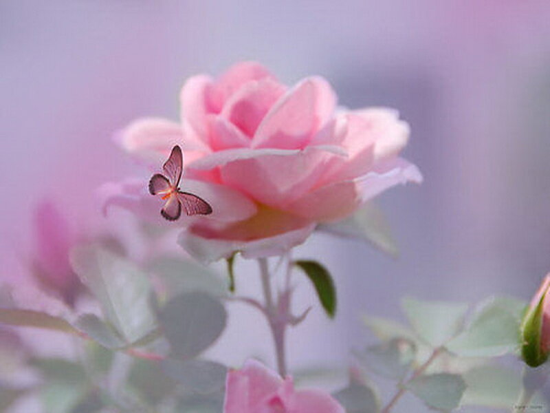 Pink Rose with Butterfly — Serene, Photograph