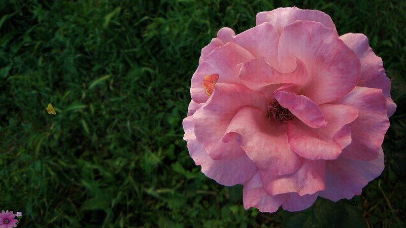 Pink Rose with Butterfly — Serene, Sunset