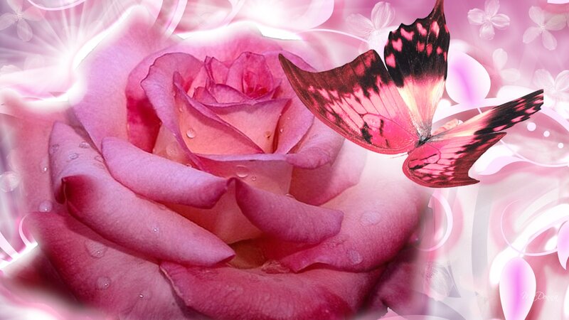 Pink Rose with Butterfly — Serene