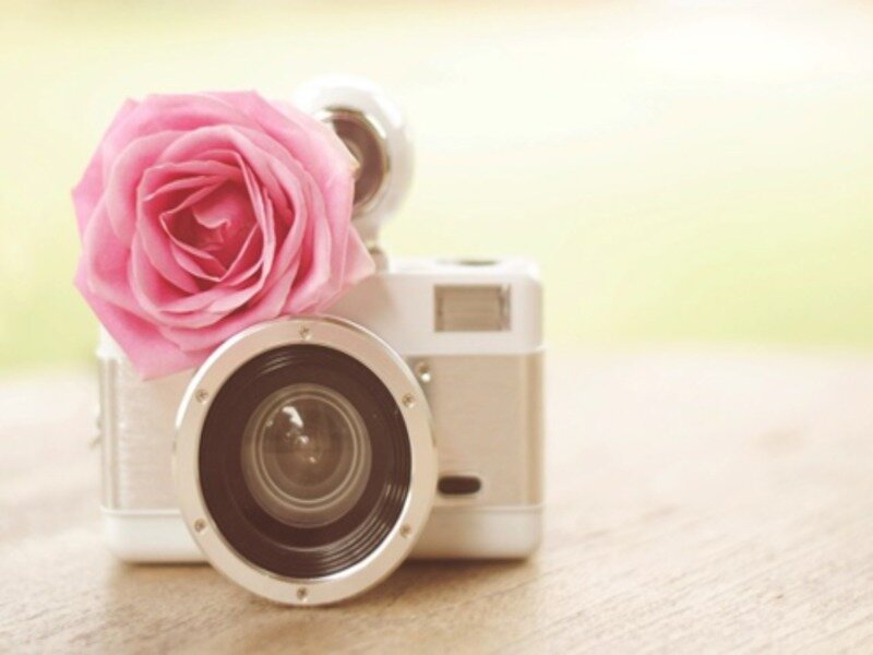 Pink Rose with Camera