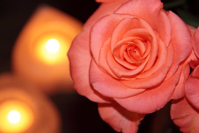 Pink Rose with Candles — Calm