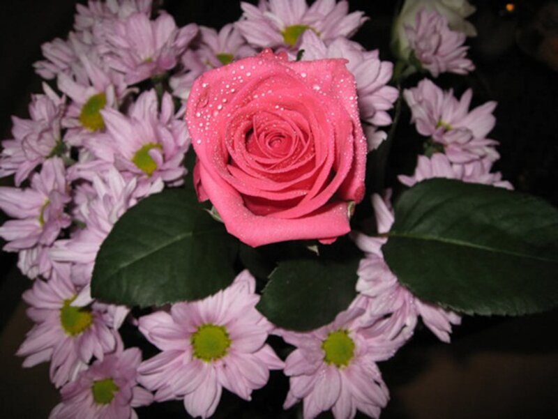 Pink Rose with Chrysanthemums — Calm