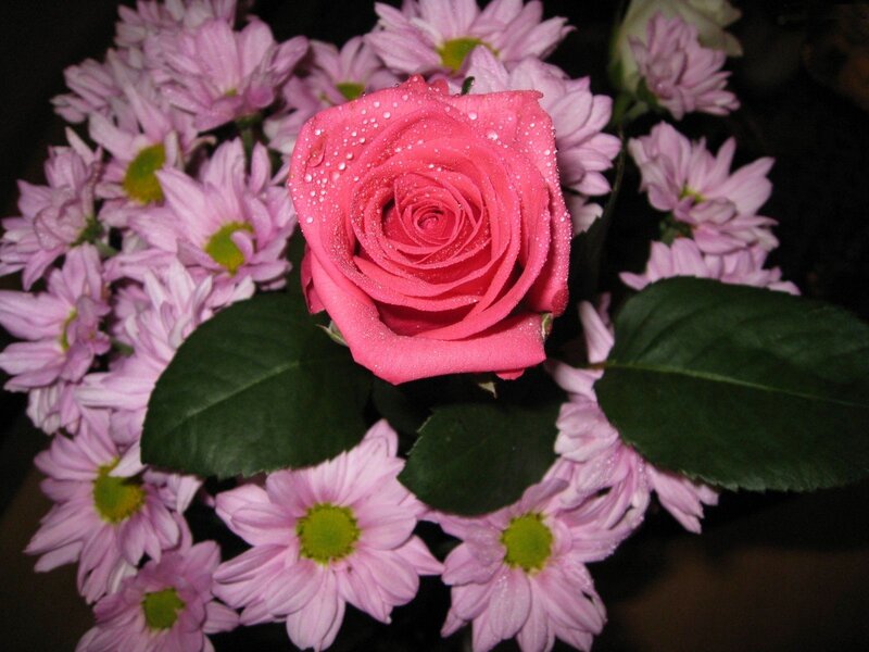 Pink Rose with Chrysanthemums