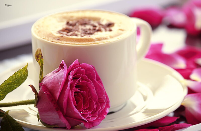 Pink Rose with Coffee Cup