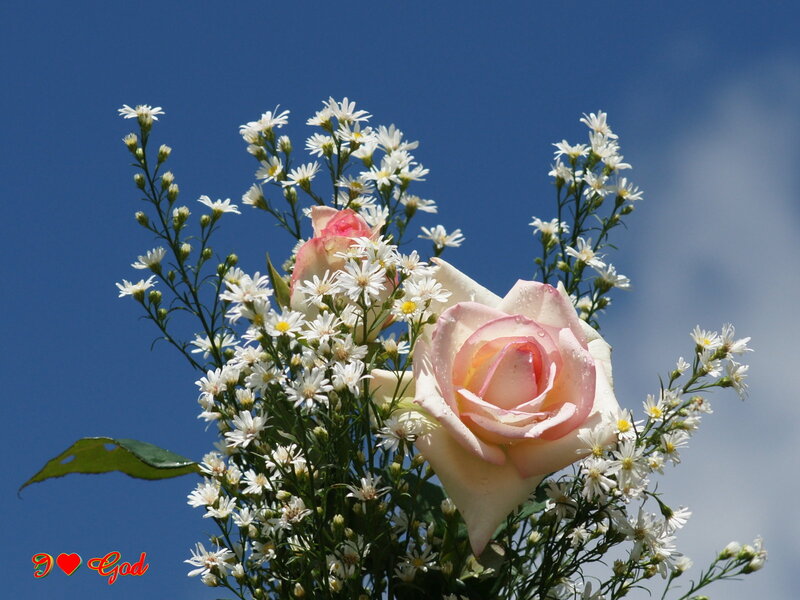 Pink Rose with Daisies — Blue