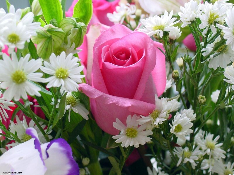 Pink Rose with Daisies — Calm, Photograph