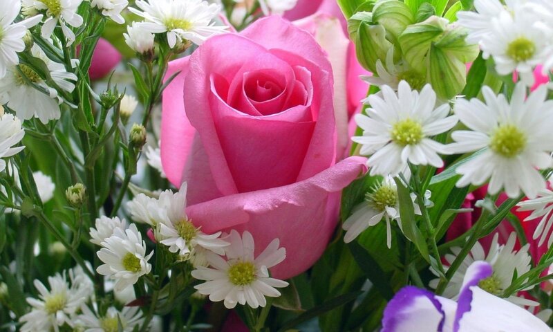 Pink Rose with Daisies — Calm