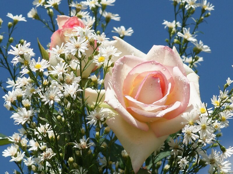 Pink Rose with Daisies — Serene, Afternoon