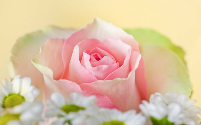 Pink Rose with Daisies — Serene, Spring