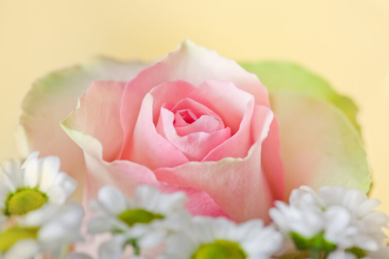Pink Rose with Daisies — Serene