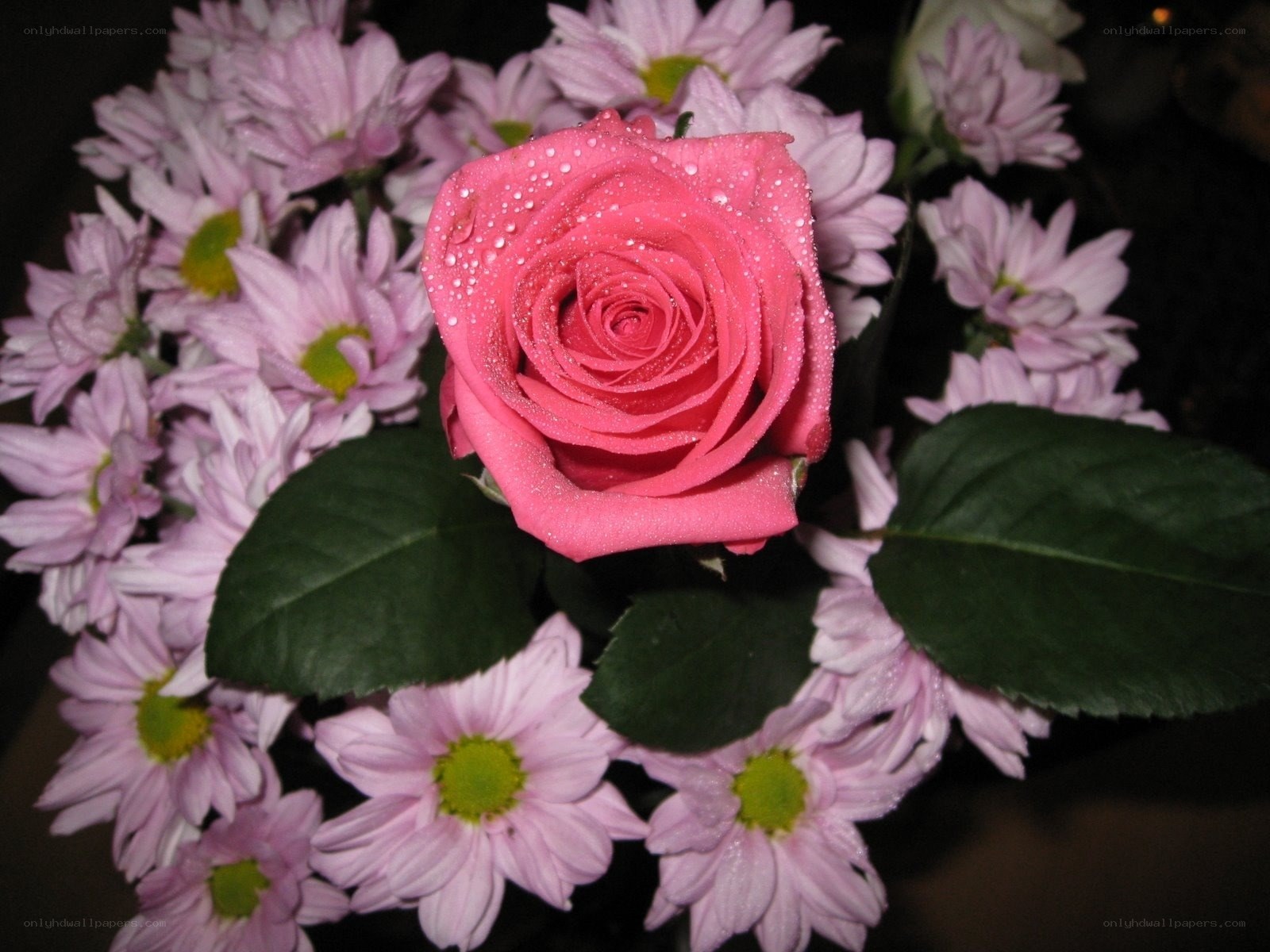 Pink rose with daisies