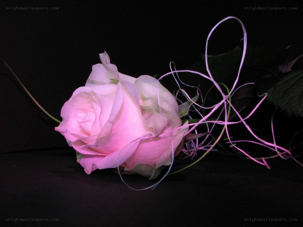 Pink rose with decorative strands