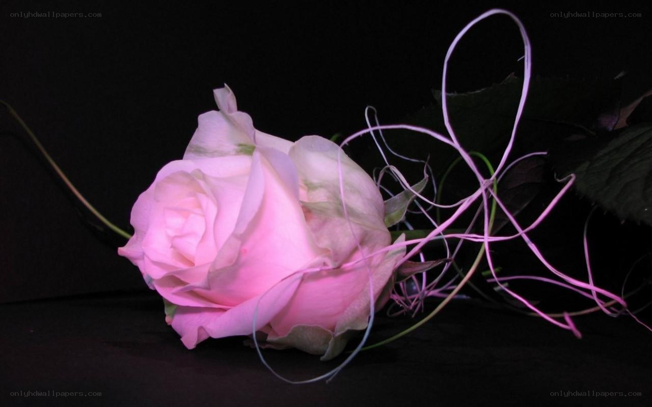 Pink rose with decorative strands