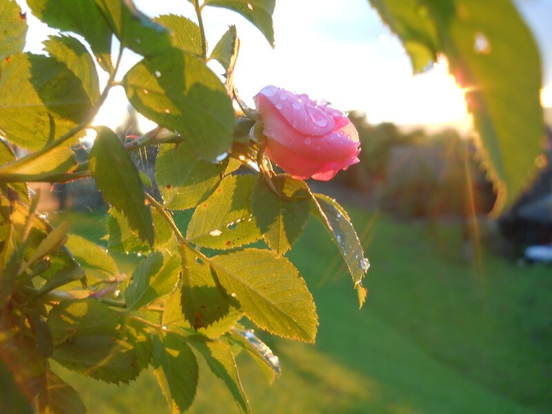 Pink rose with dew at sunrise
