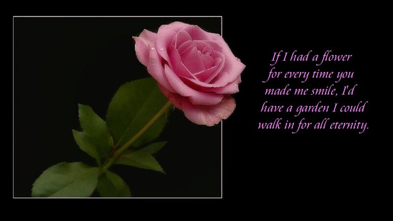 Pink Rose with Dew — Black, Serene