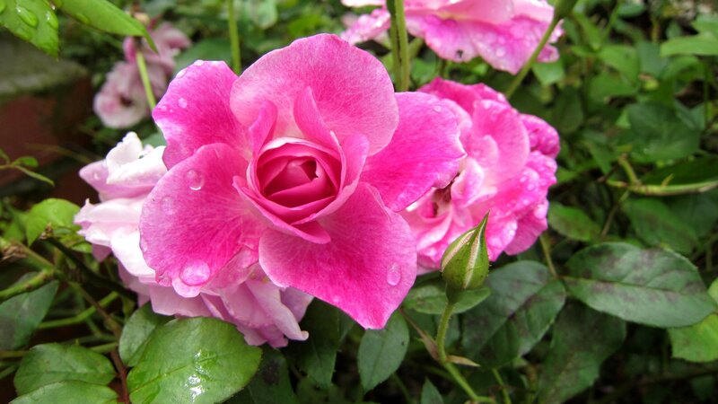 Pink Rose with Dew — Calm, Morning, Photograph, Dew Drops, Green Leaves, Bud