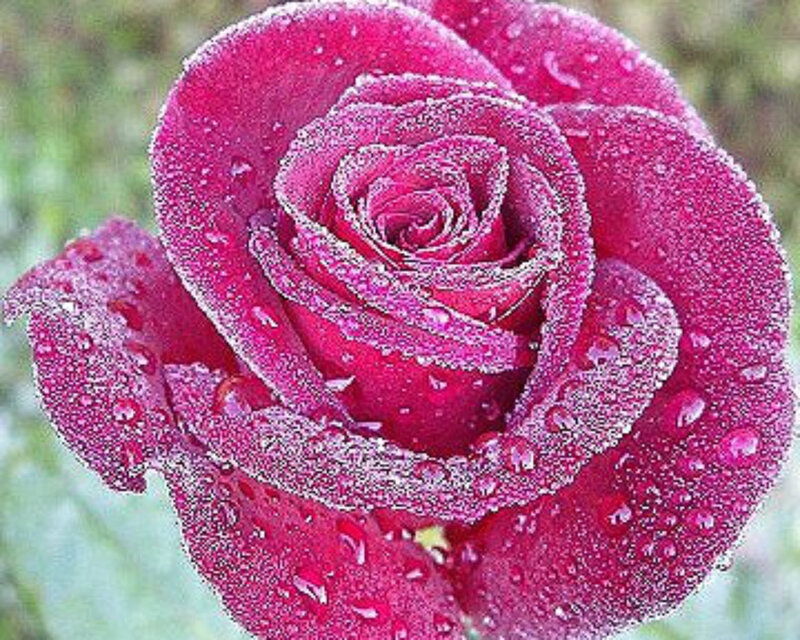 Pink Rose with Dew — Calm, Morning, Photograph, Dew Drops, Petals