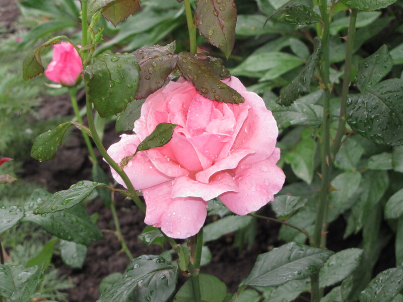 Pink Rose with Dew — Calm, Morning, Photograph, Leaves, Bud