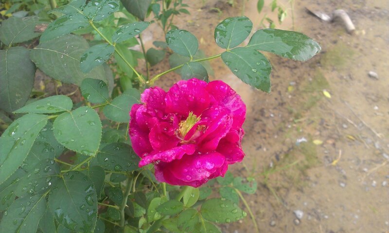 Pink Rose with Dew — Calm, Morning, Photograph, Leaves, Dew Drops