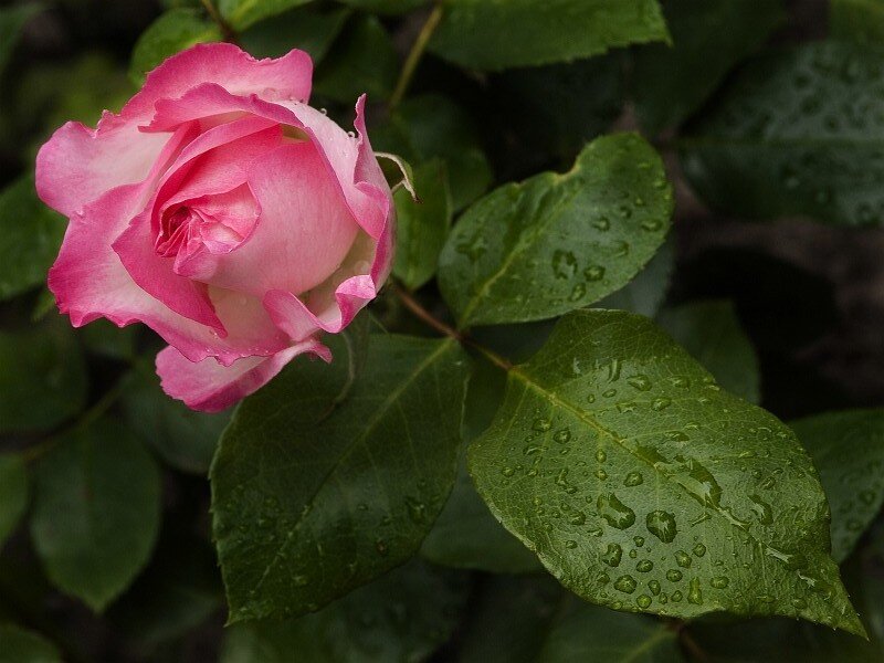 Pink Rose with Dew — Calm, Morning, Photograph, Leaves