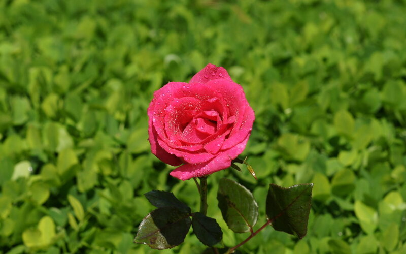 Pink Rose with Dew — Calm, Morning, Photograph