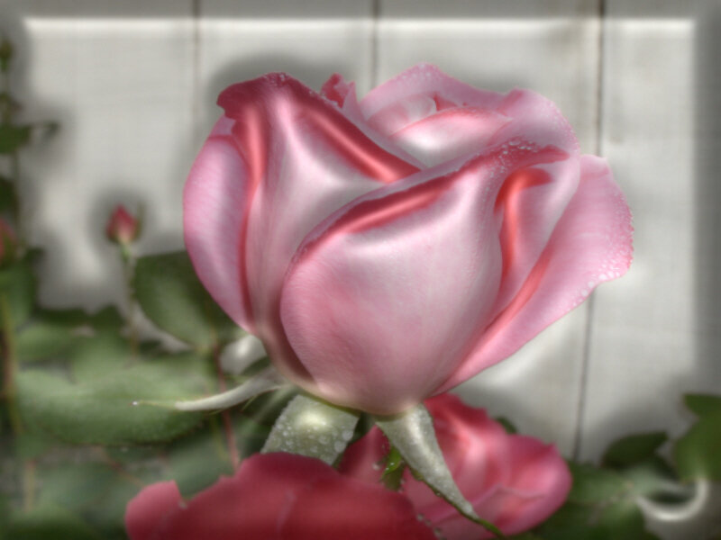 Pink Rose with Dew — Calm, Morning