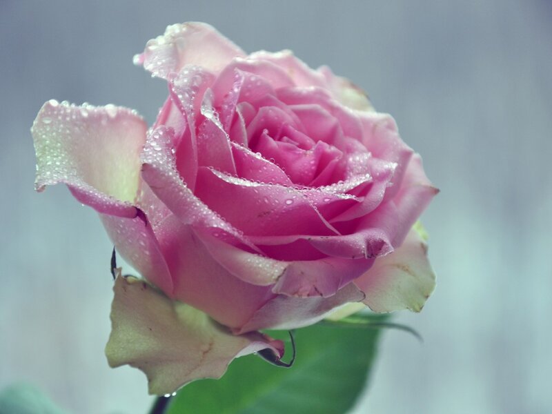 Pink Rose with Dew — Calm, Photograph