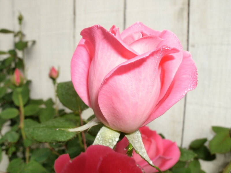 Pink Rose with Dew — Calm