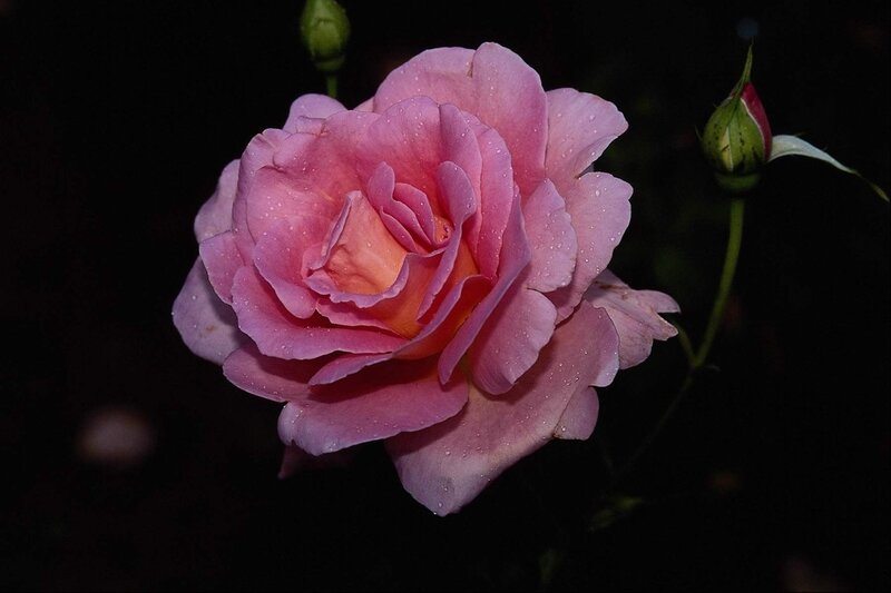 Pink Rose with Dew — Dramatic, Night, Photograph, Bud