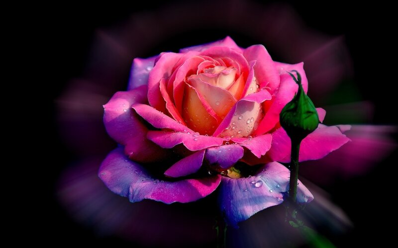 Pink Rose with Dew — Dramatic, Night, Photograph, Bud, Water Droplets