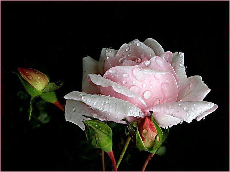 Pink Rose with Dew — Dramatic, Night, Photograph