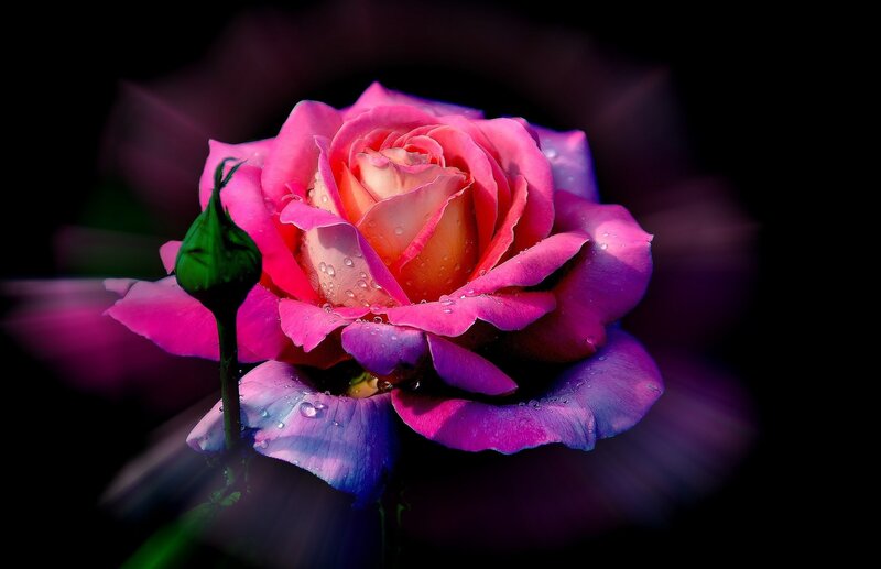 Pink Rose with Dew — Dramatic, Photograph, Bud
