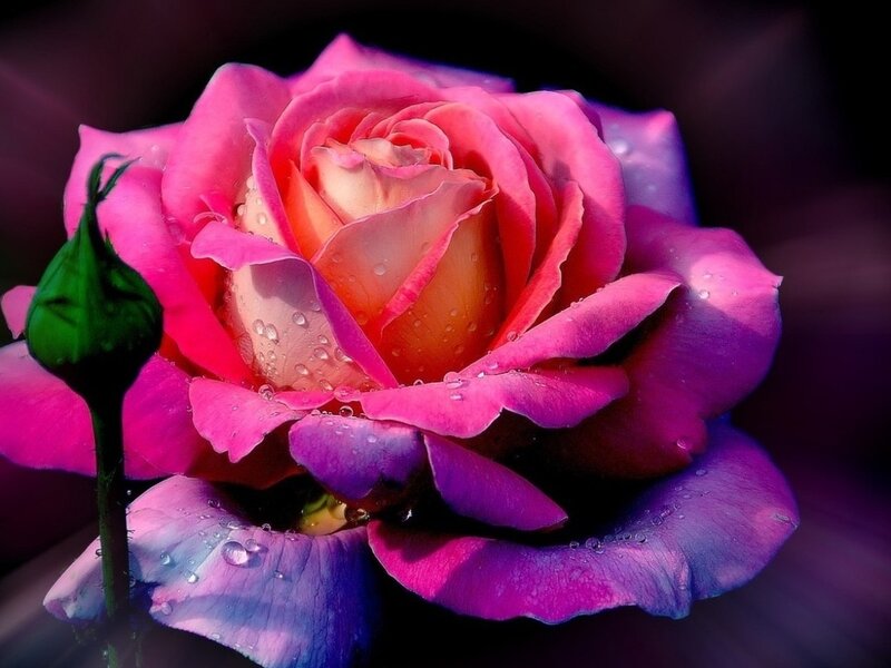 Pink Rose with Dew — Dramatic, Photograph, Bud, Water Droplets, Dark Background