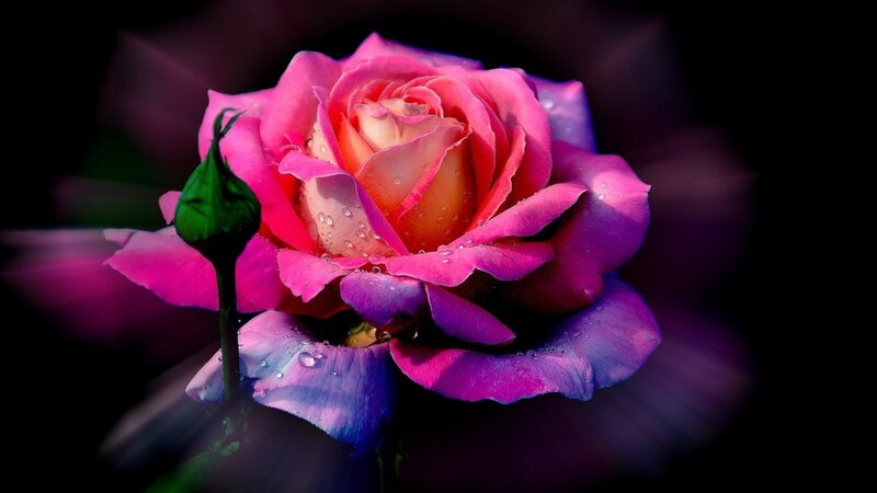 Pink Rose with Dew — Dramatic, Photograph, Bud, Water Droplets