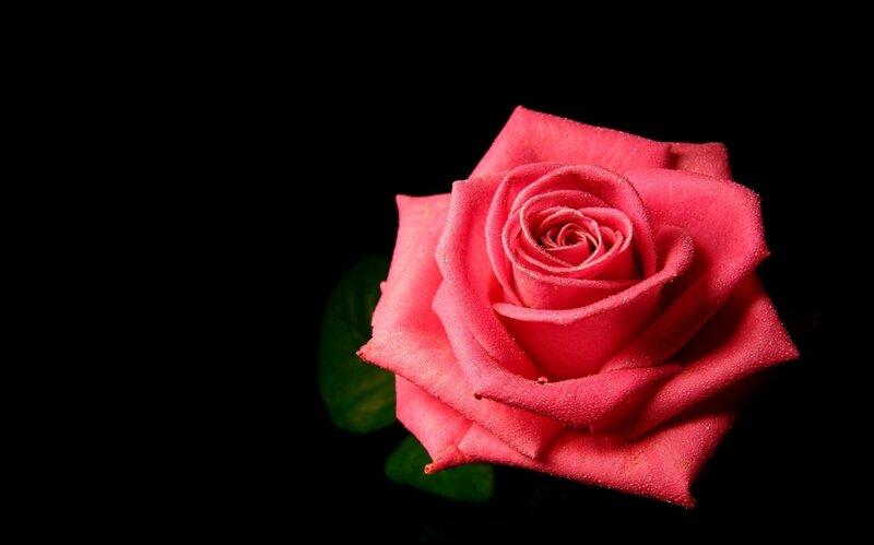 Pink Rose with Dew — Dramatic, Photograph, Dew Drops