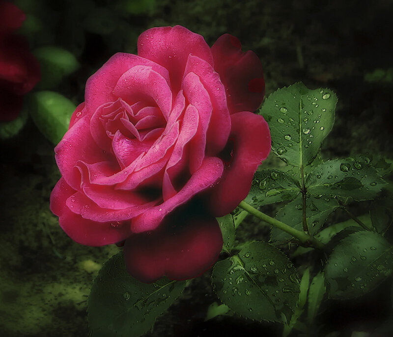 Pink Rose with Dew — Dramatic, Photograph, Leaves