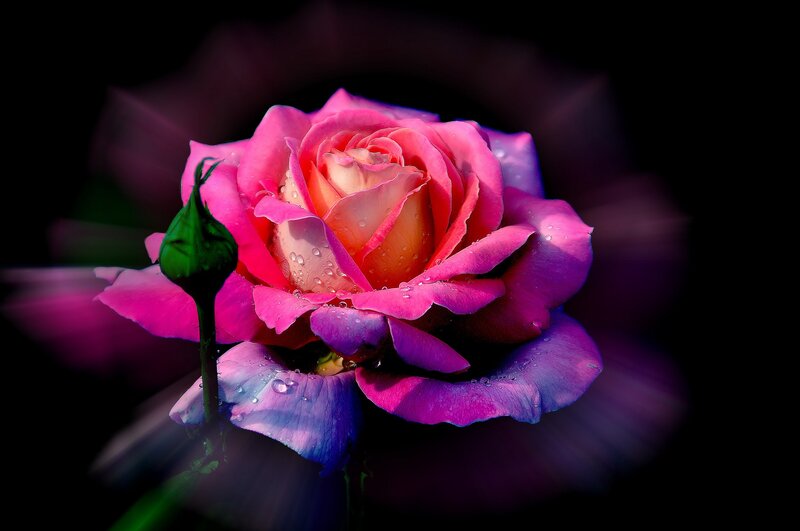 Pink Rose with Dew — Dramatic, Photograph