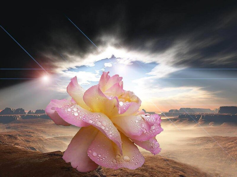 Pink Rose with Dew — Dramatic, Sunrise