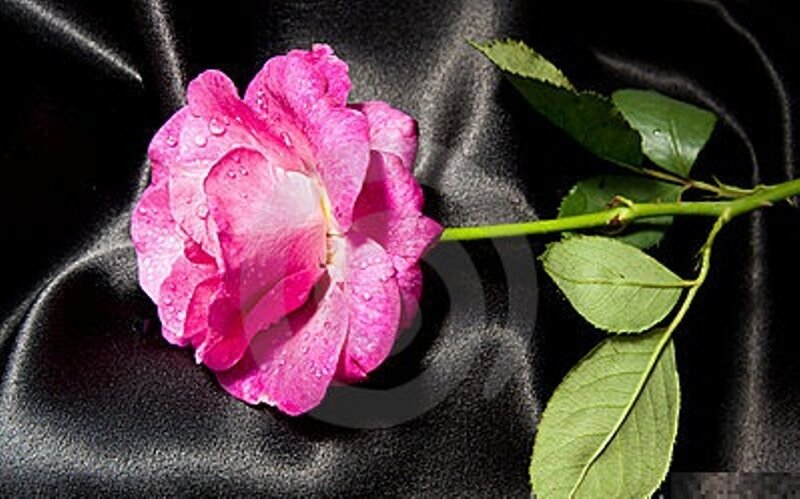 Pink Rose with Dew — Dramatic