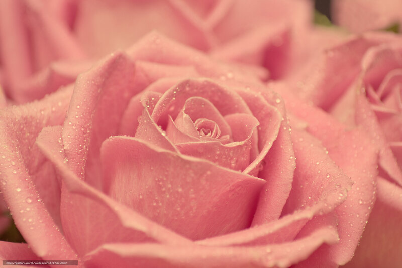 Pink rose with dew drops