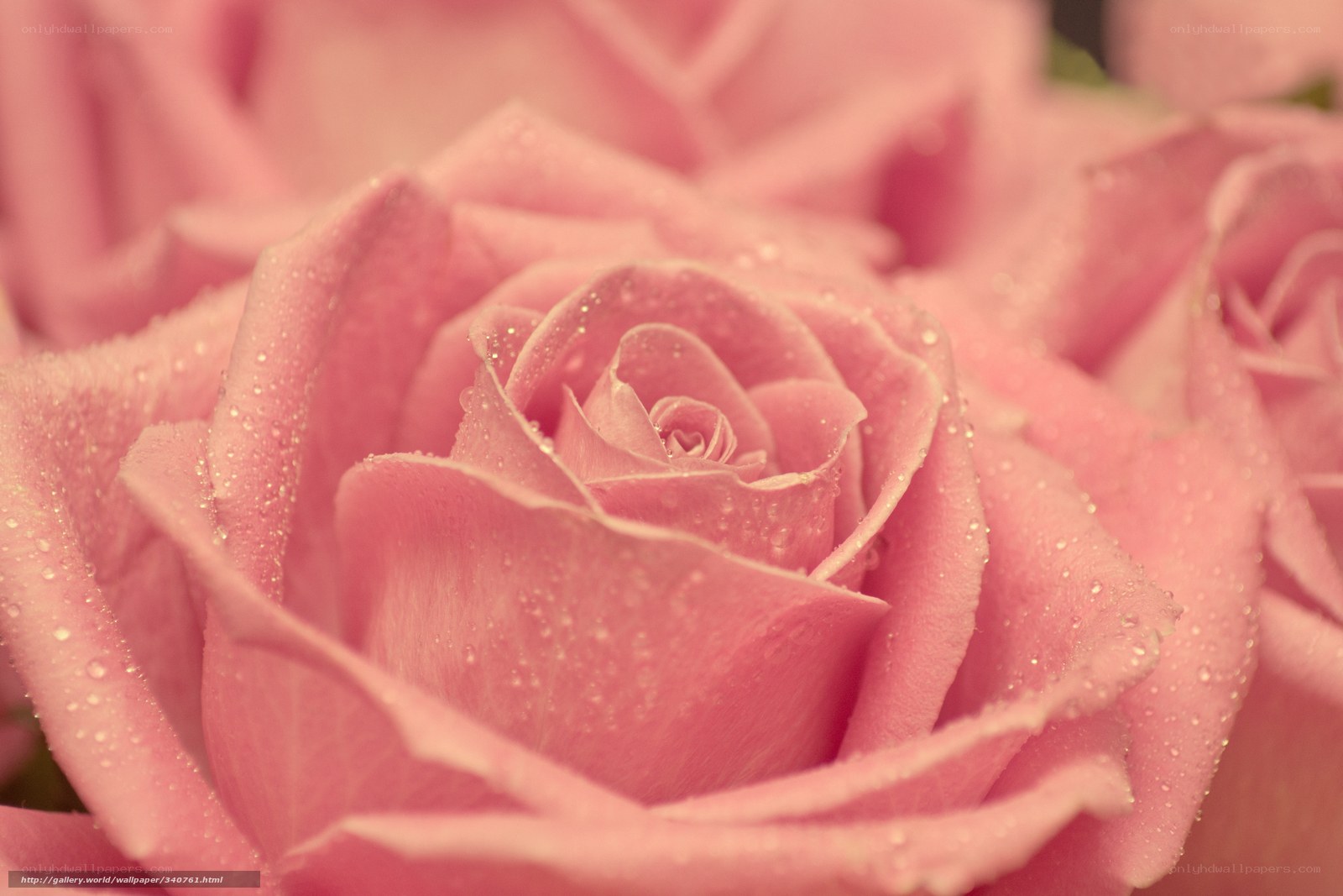 Pink rose with dew drops